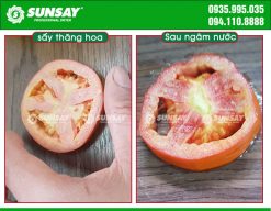 Cà chua có thể hoàn nguyên sau khi sấy