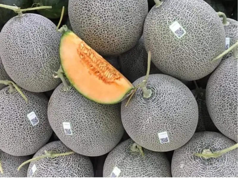 Dưa lưới loại trái cây dinh dưỡng