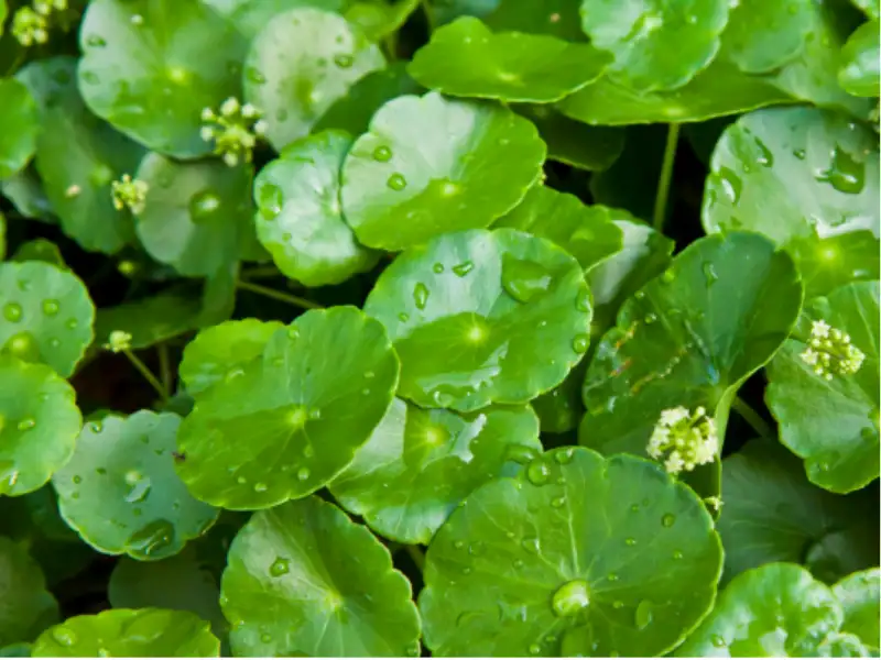 Thành phần chính trong rau má