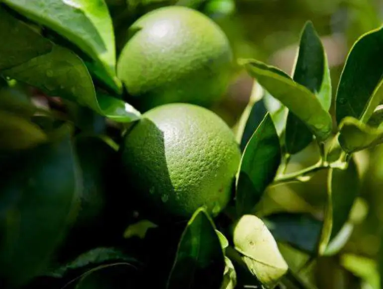 Lựa chọn nguyên liệu cam non kỉ để cho ra sản phẩm chất lượng