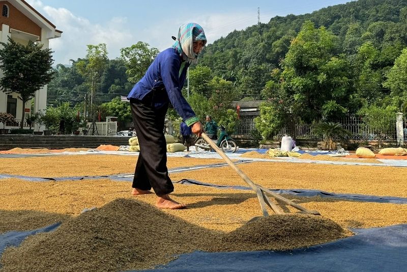 Phơi lúa truyền thống tốn sức và bị ảnh hướng bởi thời tiết mưa gioá thất thường rất nhiều